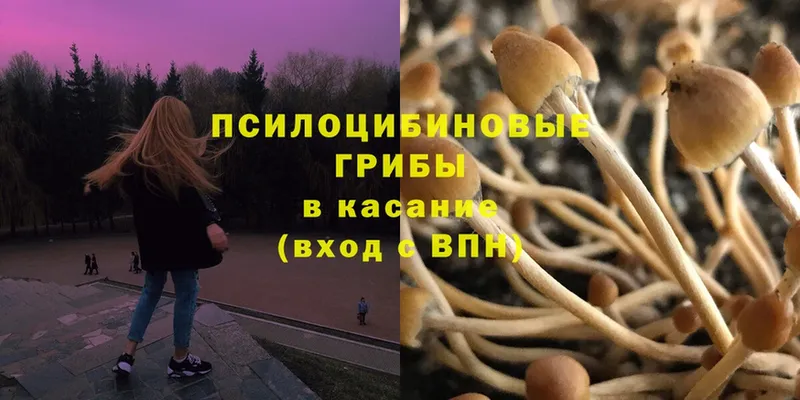 Псилоцибиновые грибы Psilocybine cubensis  гидра сайт  Высоковск 